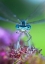 Picture of BLUE