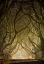 Picture of ENTWINED