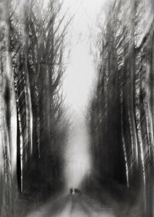 Picture of CEZANNES WALK