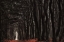 Picture of DARKNESS COME ALIVE