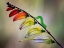 Picture of ORUGA