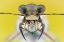 Picture of CICINDELA ANCOCISCONENSIS