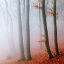 Picture of BEECHES