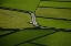 Picture of GREEN