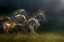 Picture of ECHOING IN MOTION