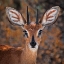 Picture of STEENBOK