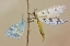 Picture of UNTITLED