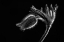 Picture of PULSATILLA