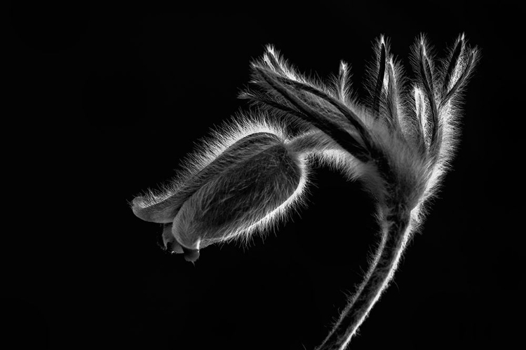 Picture of PULSATILLA