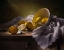 Picture of STILL LIFE WITH LEMONS