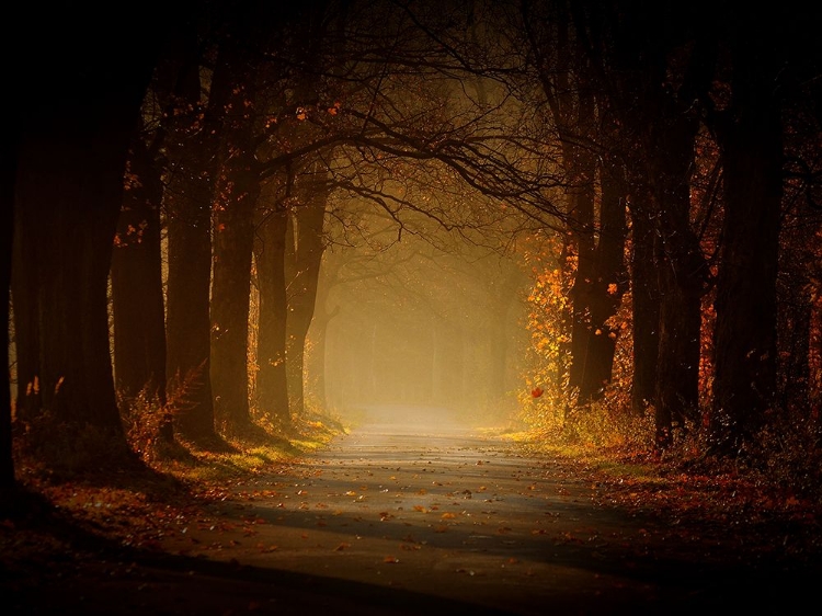 Picture of THE AUTUMN SPIRIT