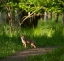 Picture of FOX KID IN THE WOODS