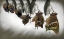 Picture of EMERGENCE