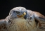 Picture of RED-TAILED HAWK