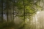 Picture of MORNING BEAUTY