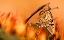 Picture of HOT