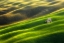 Picture of FLOCK OF SHEEP...
