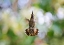 Picture of CALYPTE ANNA - HUMMINGBIRD