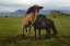 Picture of WILD HORSES