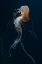 Picture of DANCING QUEEN