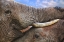 Picture of ADDO LOVE