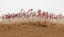 Picture of THE ANSAI WAIST DRUM DANCE