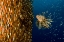 Picture of LION FISH STARING AT ITS LUNCH