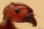Picture of RED ANT PORTRAIT