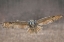 Picture of GHO IN FLIGHT