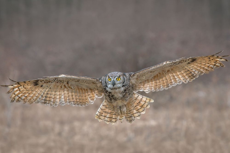Picture of GHO IN FLIGHT