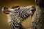 Picture of ZEBRA
