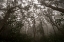 Picture of HEART OF DARKNESS