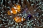 Picture of FUN AT THE ANEMONE