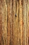 Picture of THE LOCKED DOOR