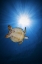 Picture of GREEN TURTLE