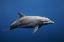Picture of DOLPHIN