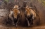 Picture of THE RACING COWS