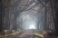 Picture of AUTOMNE FOREST