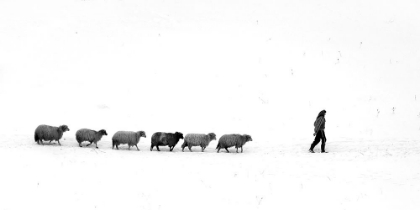 Picture of LEADERSHEEP