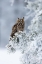 Picture of LONG-EARED OWL