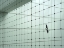 Picture of WALKING THE LINE