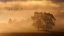 Picture of TWO TREES