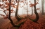 Picture of FAIRYTALE FOREST
