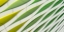 Picture of DANCING YELLOW AND GREEN