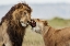 Picture of IT HAPPENS IN THE BEST FAMILIES!!! 3