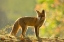 Picture of RED FOX