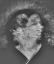 Picture of FACE
