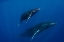 Picture of HUMPBACK WHALES