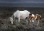 Picture of WILD MUSTANG GENERATIONS ...