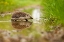 Picture of HEDGEHOG